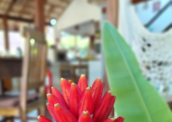 Planeta Banana
